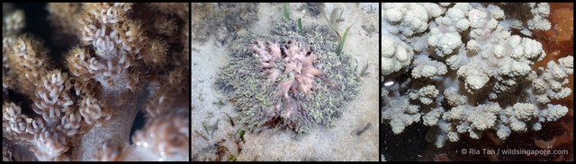 Nephthea sp. "f899ad85"•&copy; Ria Tan•All Rights Reserved