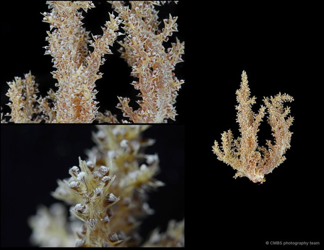 Stereonephthya sp. "00ebb482"•&copy; CMBS photography team•All Rights Reserved