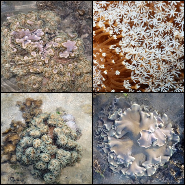 Sarcophyton sp. "f899ad70"•&copy; Ria Tan•All Rights Reserved