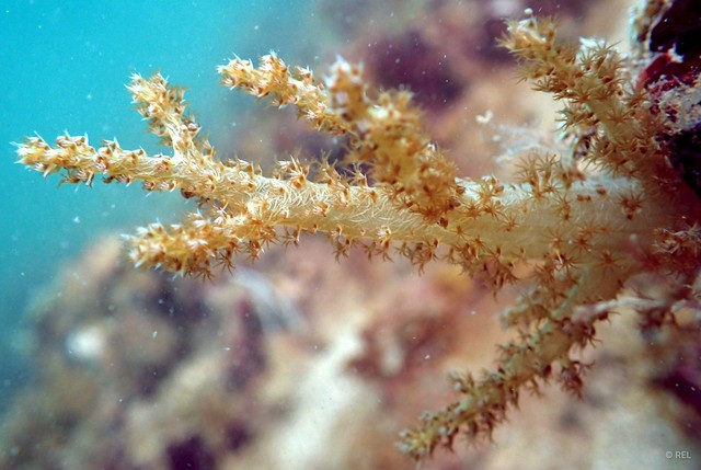 Sarcophyton sp. "IP0071"•&copy; REL•All Rights Reserved