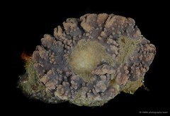 Sinularia brassica•&copy; CMBS photography team•All Rights Reserved