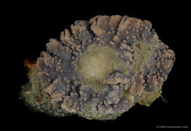 Sinularia brassica•&copy; CMBS photography team•All Rights Reserved