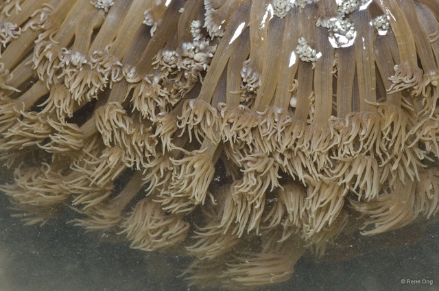 Scleractinia sp. "Anemone coral 2"•&copy; Rene Ong•All Rights Reserved