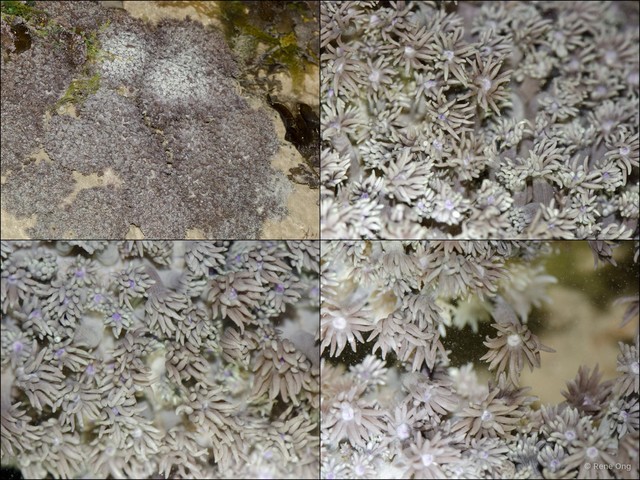Scleractinia sp. "Anemone coral 4"•&copy; Rene Ong•All Rights Reserved