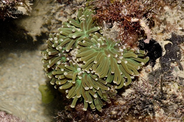 Scleractinia sp. "Anemone coral 5"•&copy; Rene Ong•All Rights Reserved