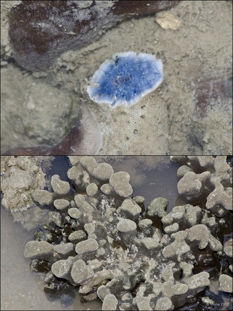 Scleractinia sp. "Blue coral 1"•&copy; Rene Ong•All Rights Reserved