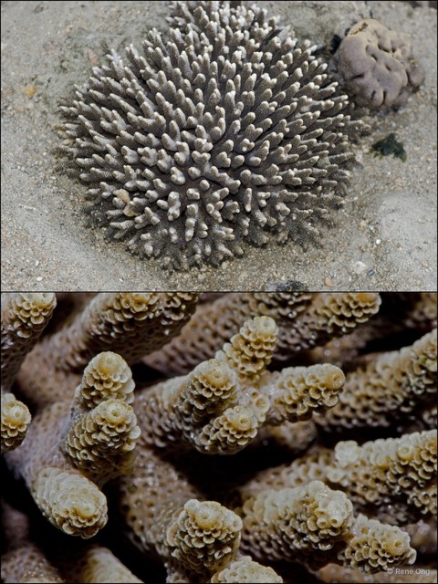 Scleractinia sp. "Branching coral 4"•&copy; Rene Ong•All Rights Reserved