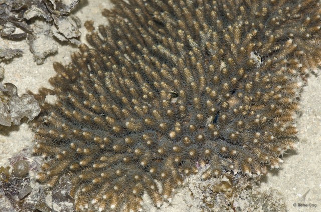 Scleractinia sp. "Branching coral 5"•&copy; Rene Ong•All Rights Reserved