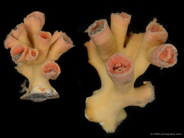Scleractinia sp. "Coral"•&copy; CMBS photography team•All Rights Reserved