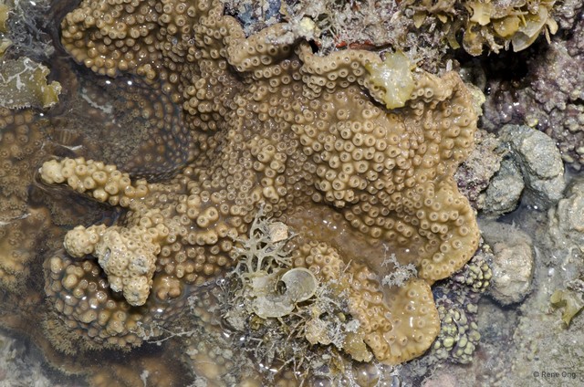 Scleractinia sp. "Disk coral 1"•&copy; Rene Ong•All Rights Reserved