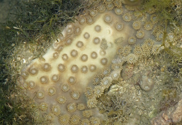 Scleractinia sp. "Disk coral 6"•&copy; Rene Ong•All Rights Reserved