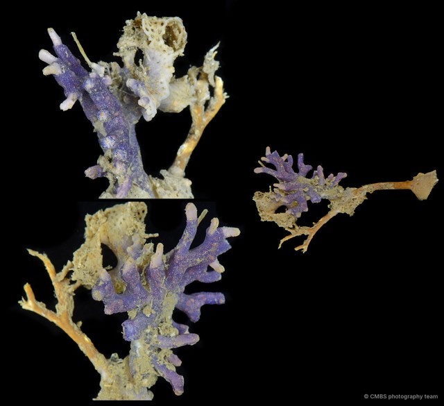 Scleractinia sp. "Encrusting coral"•&copy; CMBS photography team•All Rights Reserved
