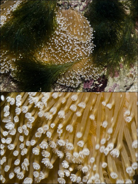 Scleractinia sp. "Hard coral 10"•&copy; Rene Ong•All Rights Reserved
