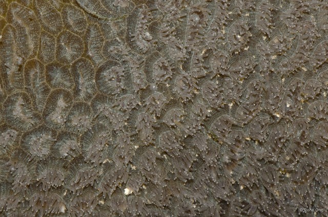 Scleractinia sp. "Hard coral 12"•&copy; Rene Ong•All Rights Reserved