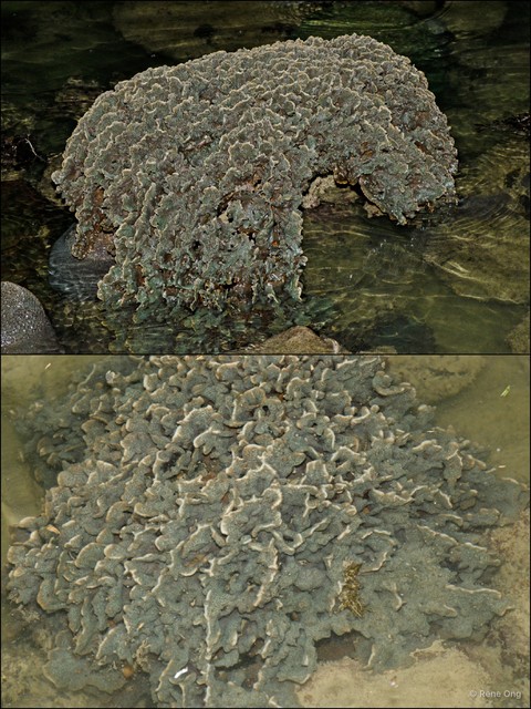 Scleractinia sp. "Hard coral 16"•&copy; Rene Ong•All Rights Reserved