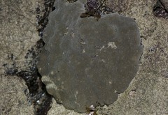 Scleractinia sp. "Hard coral 21"