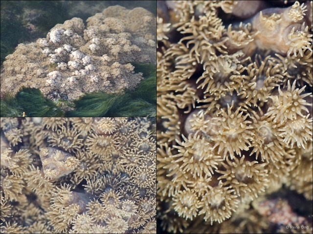 Scleractinia sp. "Hard coral 22"•&copy; Rene Ong•All Rights Reserved
