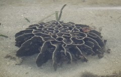 Scleractinia sp. "Hard coral 24"