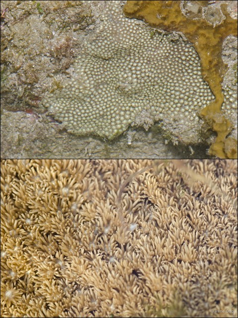 Scleractinia sp. "Hard coral 25"•&copy; Rene Ong•All Rights Reserved
