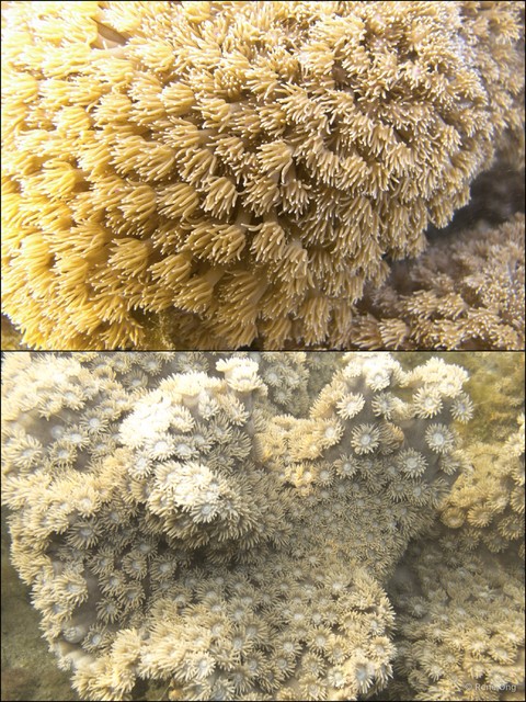 Scleractinia sp. "Hard coral 29"•&copy; Rene Ong•All Rights Reserved