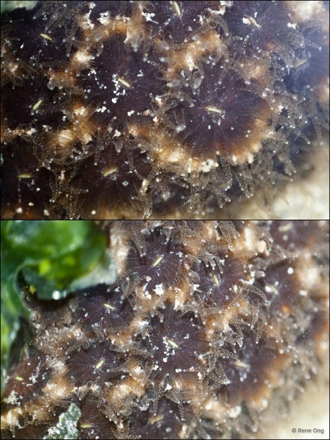 Scleractinia sp. "Hard coral 31"•&copy; Rene Ong•All Rights Reserved