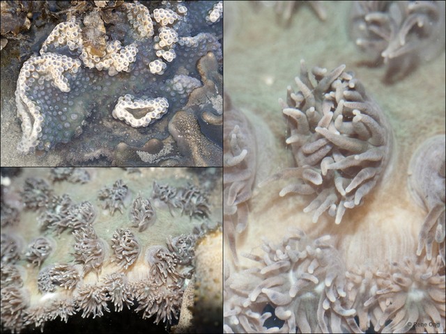 Scleractinia sp. "Hard coral 34"•&copy; Rene Ong•All Rights Reserved