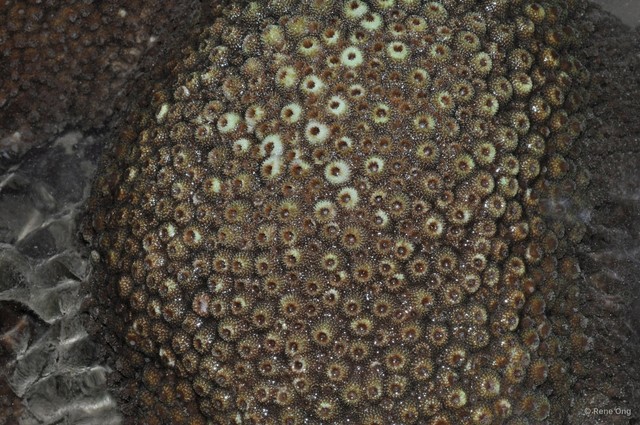 Scleractinia sp. "Hard coral 37"•&copy; Rene Ong•All Rights Reserved