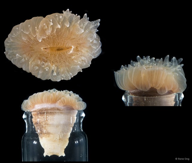 Scleractinia sp. "Hard coral 4"•&copy; Rene Ong•All Rights Reserved