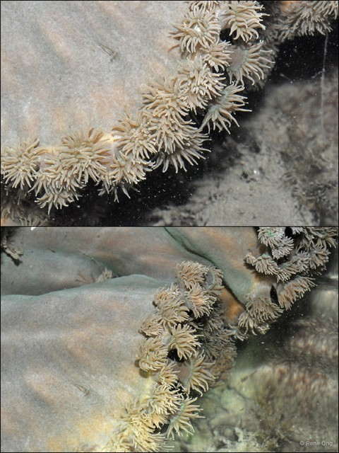 Scleractinia sp. "Hard coral 43"•&copy; Rene Ong•All Rights Reserved