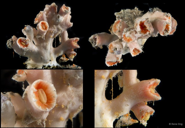 Scleractinia sp. "Hard coral 5"•&copy; Rene Ong•All Rights Reserved