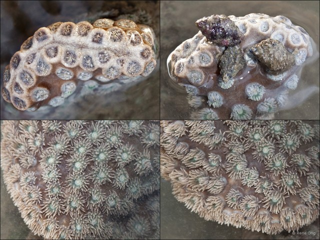 Scleractinia sp. "Hard coral 51"•&copy; Rene Ong•All Rights Reserved