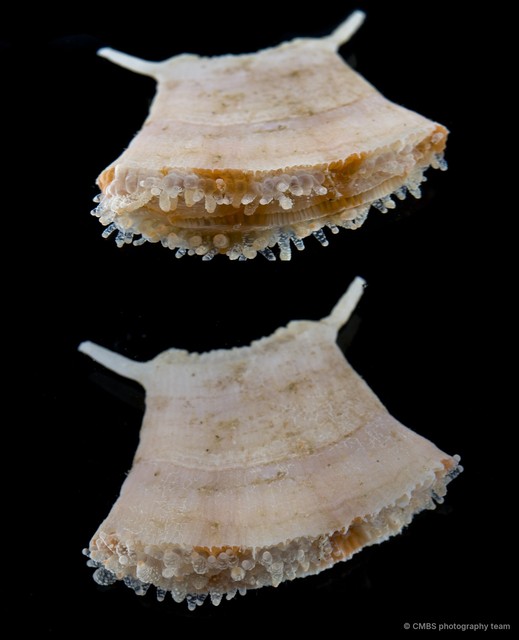 Scleractinia sp. "Hard coral 7"•&copy; CMBS photography team•All Rights Reserved