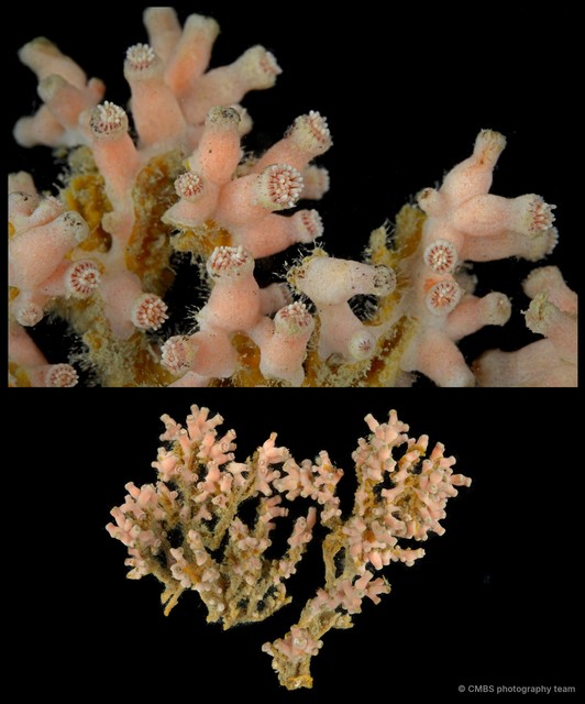 Scleractinia sp. "Hard coral 8"•&copy; CMBS photography team•All Rights Reserved