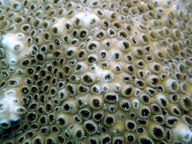 Scleractinia sp. "Hard coral IP0381"•&copy; REL•All Rights Reserved