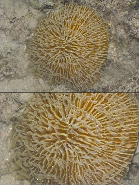 Scleractinia sp. "Mushroom coral 2"•&copy; Rene Ong•All Rights Reserved