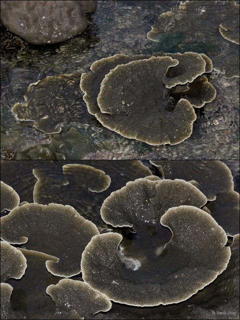 Scleractinia sp. "Plate coral 1"•&copy; Rene Ong•All Rights Reserved