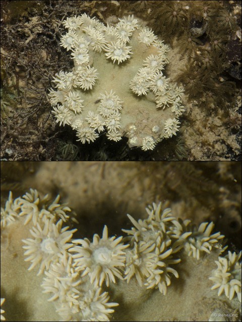 Scleractinia sp. "Plate coral 4"•&copy; Rene Ong•All Rights Reserved