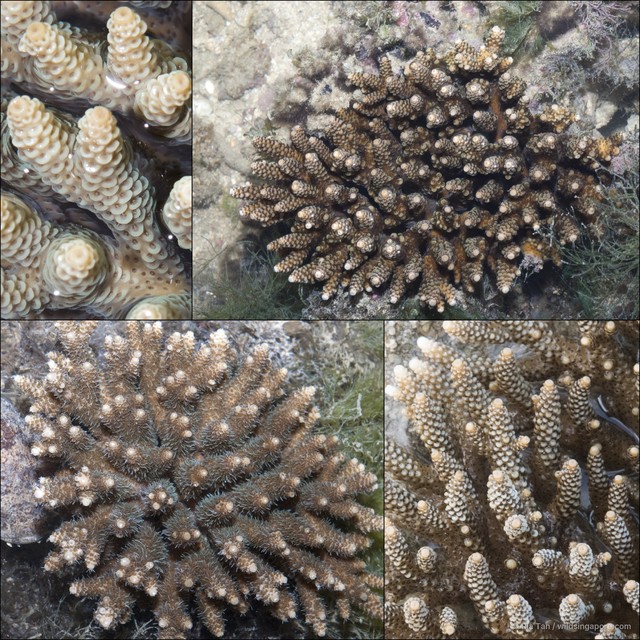Acropora sp. "408702cb"•&copy; Ria Tan•All Rights Reserved