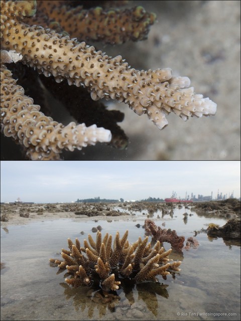 Acropora sp. "408702ce"•&copy; Ria Tan•All Rights Reserved