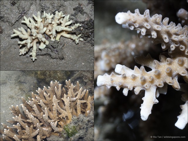 Acropora sp. "408702d1"•&copy; Ria Tan•All Rights Reserved