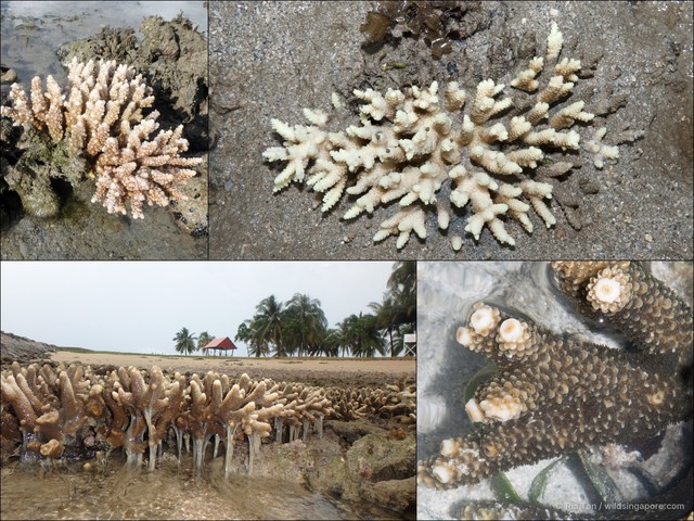 Acropora sp. "408702d4"•&copy; Ria Tan•All Rights Reserved