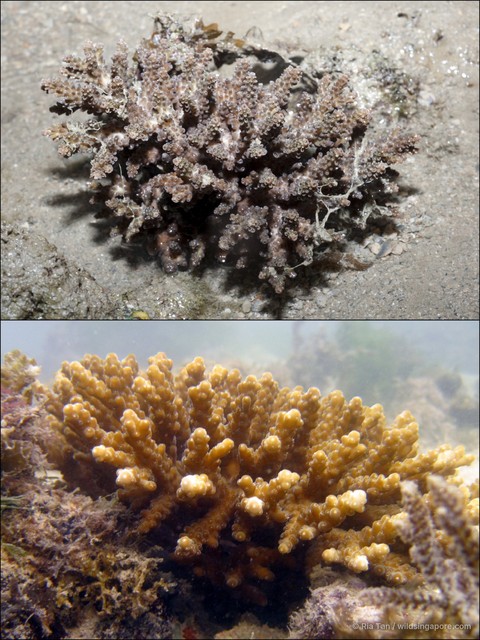 Acropora sp. "408702d7"•&copy; Ria Tan•All Rights Reserved