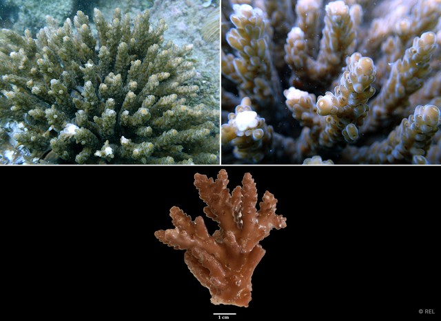 Acropora sp. "IP0357"•&copy; REL•All Rights Reserved