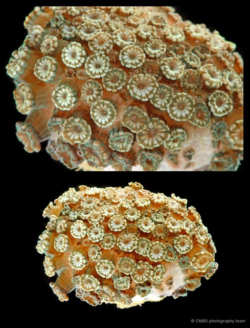 Alveopora sp. "cf."•&copy; CMBS photography team•All Rights Reserved