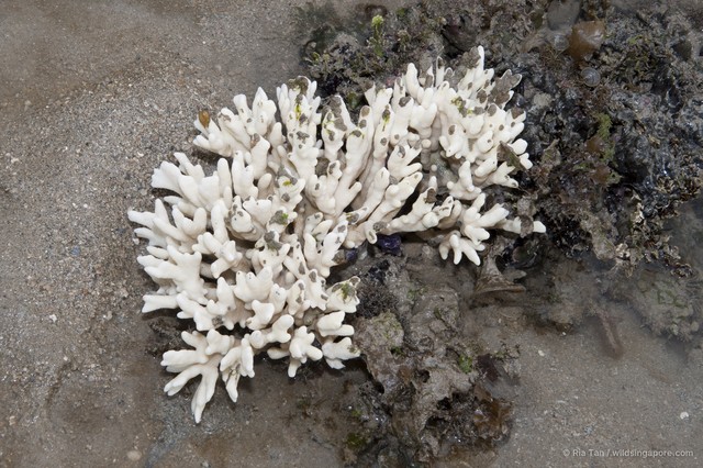 Montipora sp. "408702da"•&copy; Ria Tan•All Rights Reserved