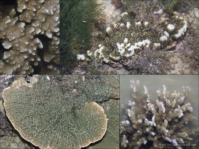 Montipora sp. "408702dd"•&copy; Ria Tan•All Rights Reserved