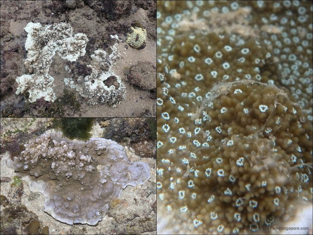 Montipora sp. "408702e0"•&copy; Ria Tan•All Rights Reserved