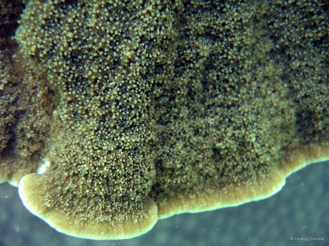 Montipora corbettensis•&copy; Huang Danwei•All Rights Reserved