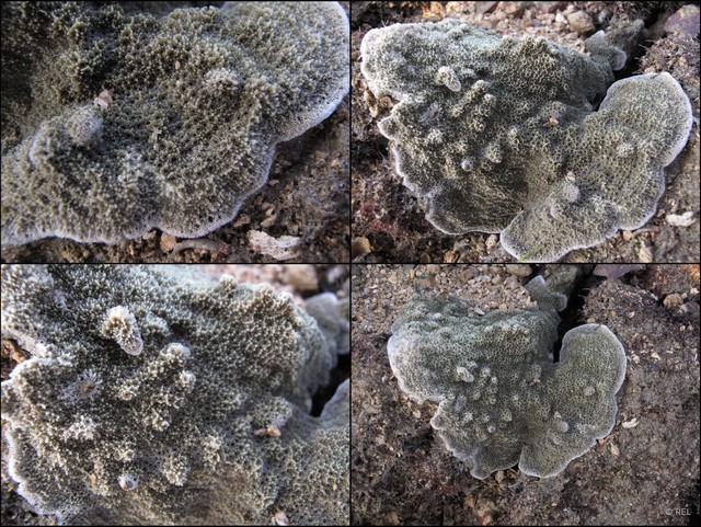 Montipora informis•&copy; REL•All Rights Reserved