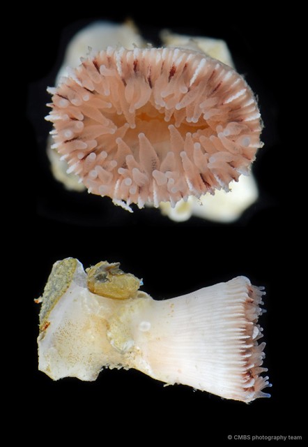 Dendrophylliidae sp. "1"•&copy; CMBS photography team•All Rights Reserved